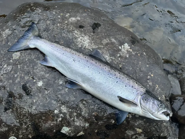 Lachs