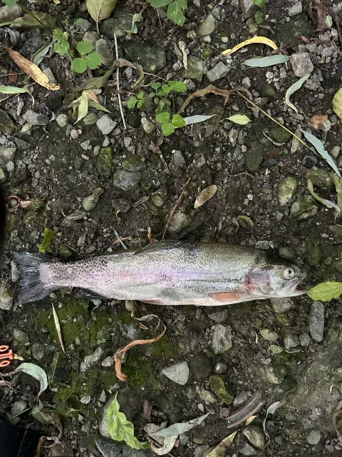Regenbogenforelle