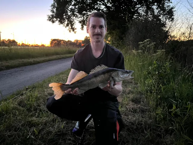 Zander