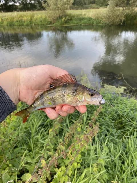 Flussbarsch