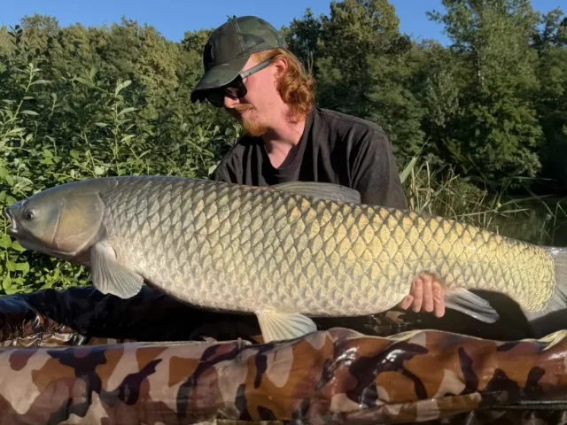 Graskarpfen