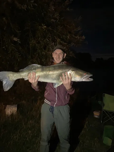 Zander