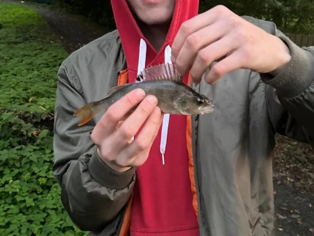 Flussbarsch