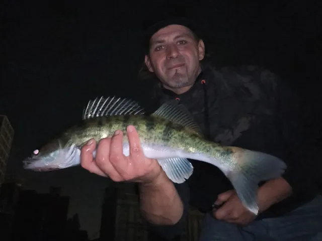 Zander