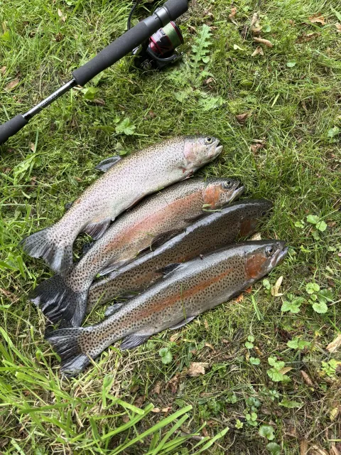 Regenbogenforelle