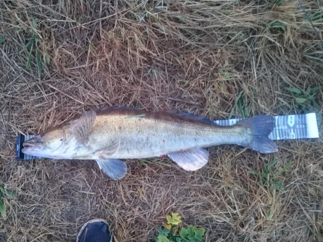Zander