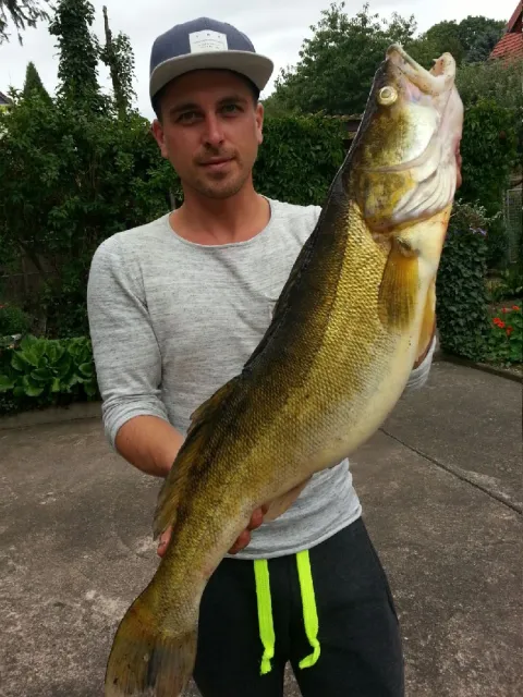 Zander