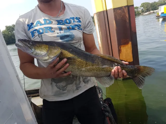 Zander