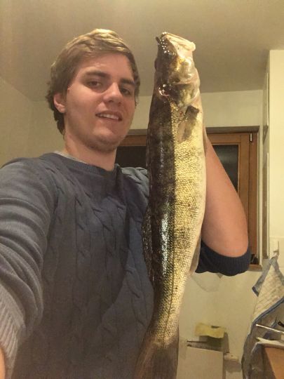 Zander