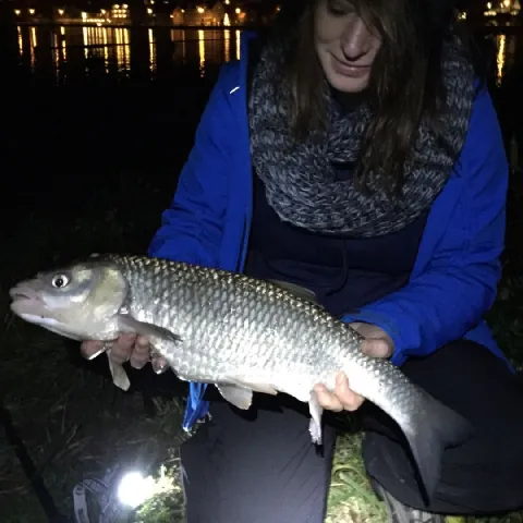 Döbel