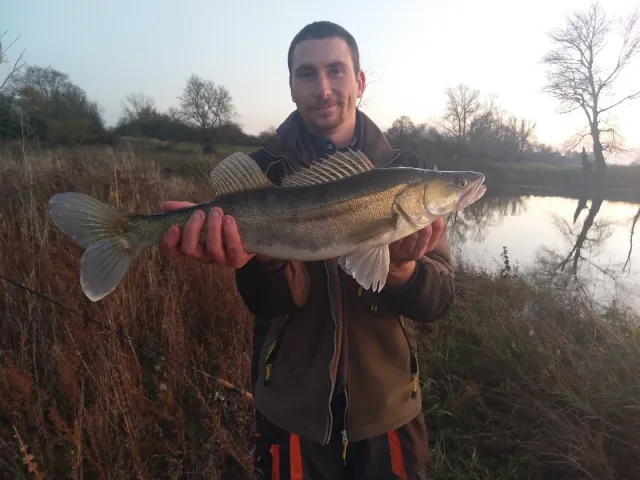 Zander