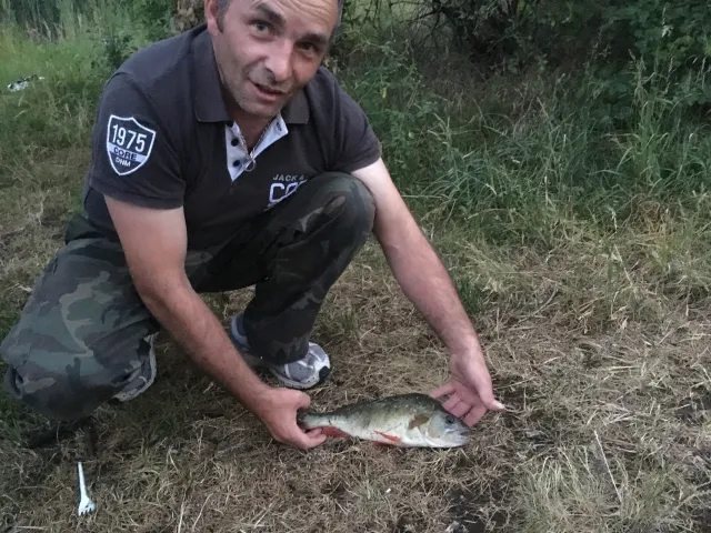 Flussbarsch
