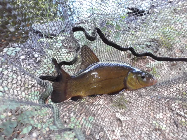 Schleie
