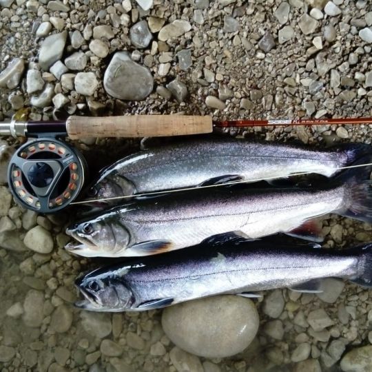 Seesaibling
