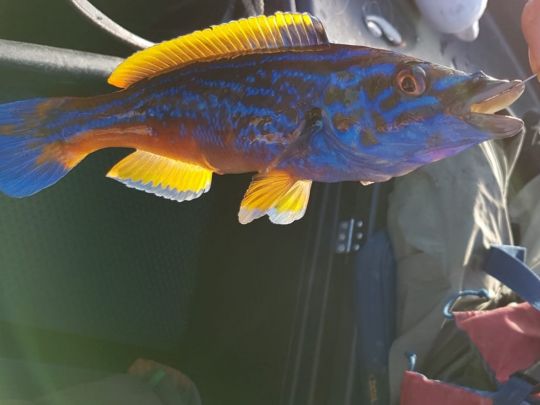 Lippfisch