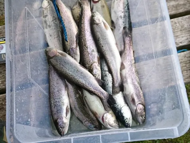 Regenbogenforelle