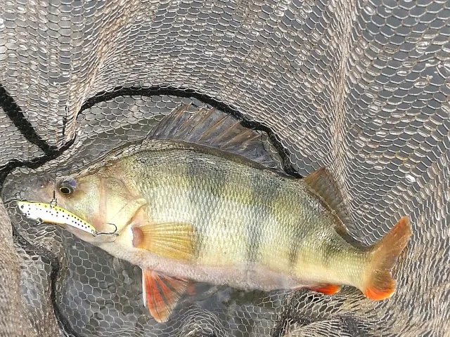 Flussbarsch