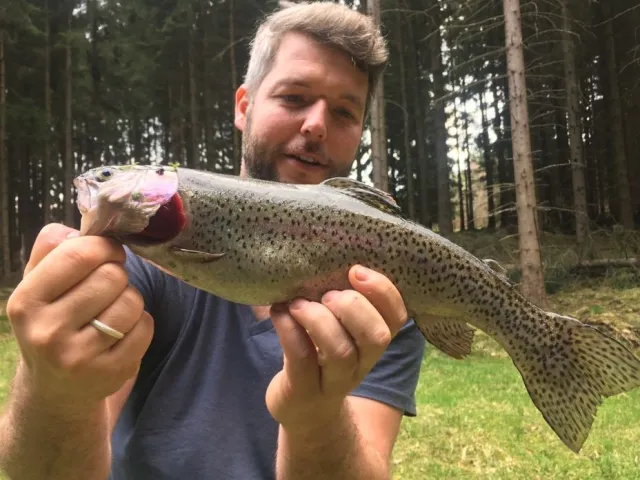 Regenbogenforelle