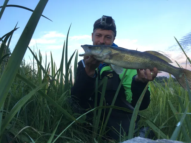 Zander