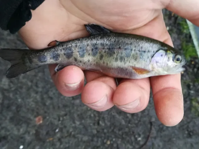 Regenbogenforelle
