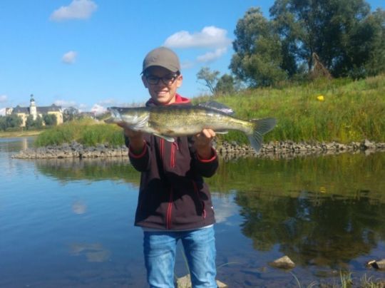 Zander