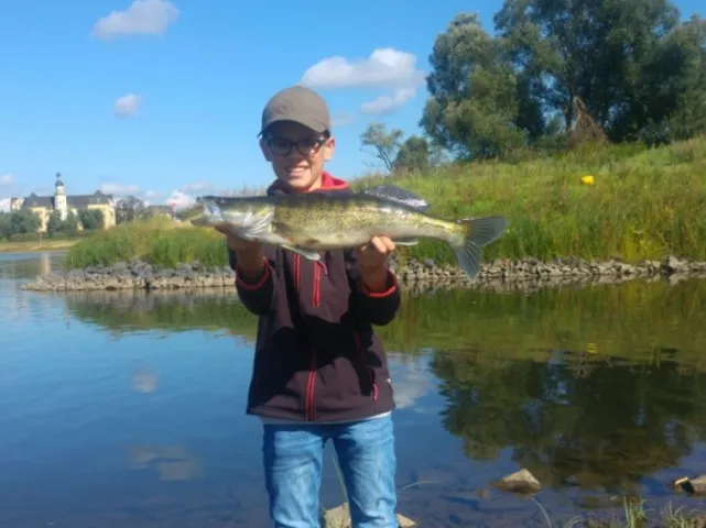 Zander
