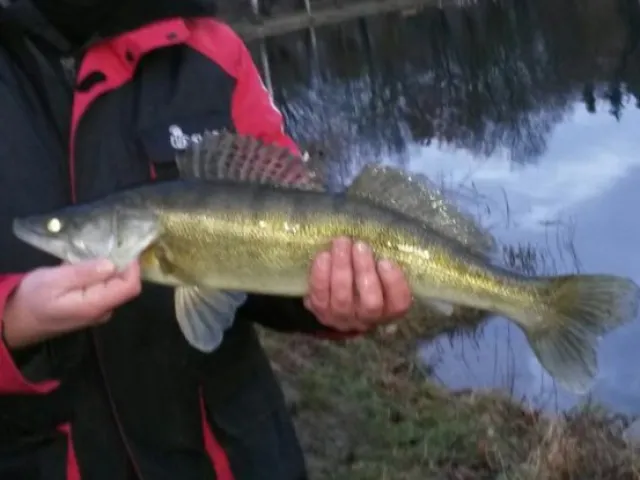 Zander