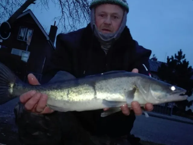 Zander