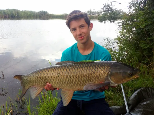 Graskarpfen