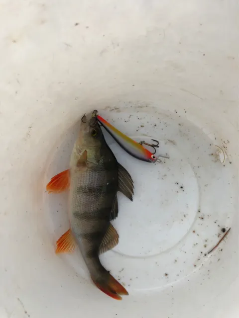 Flussbarsch