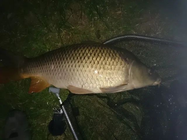 Karpfen