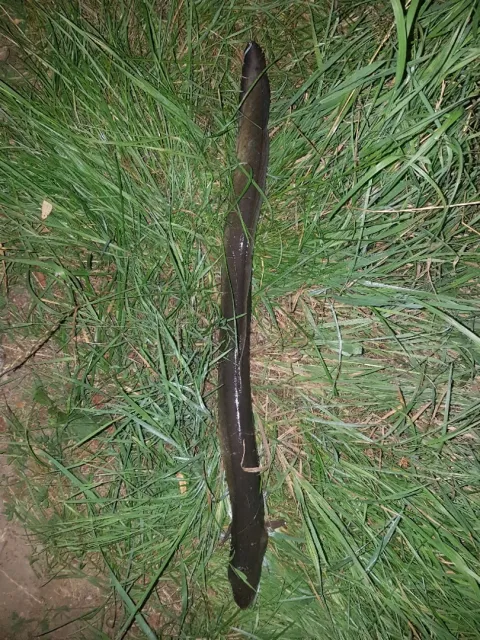 Aal