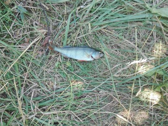 Flussbarsch