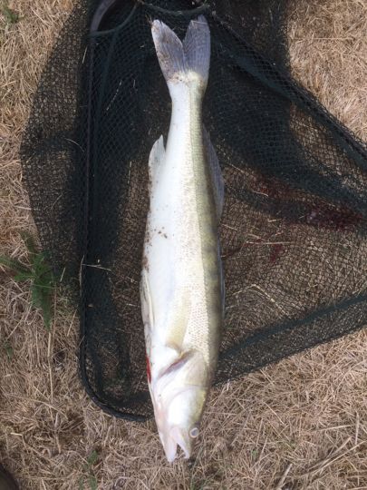 Zander