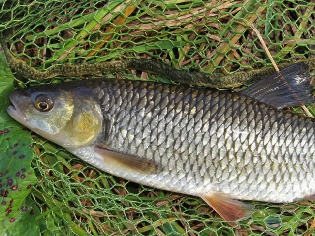 Döbel
