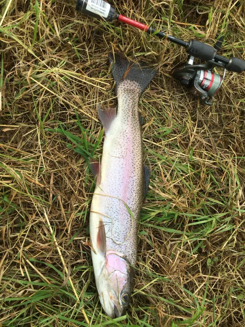 Regenbogenforelle