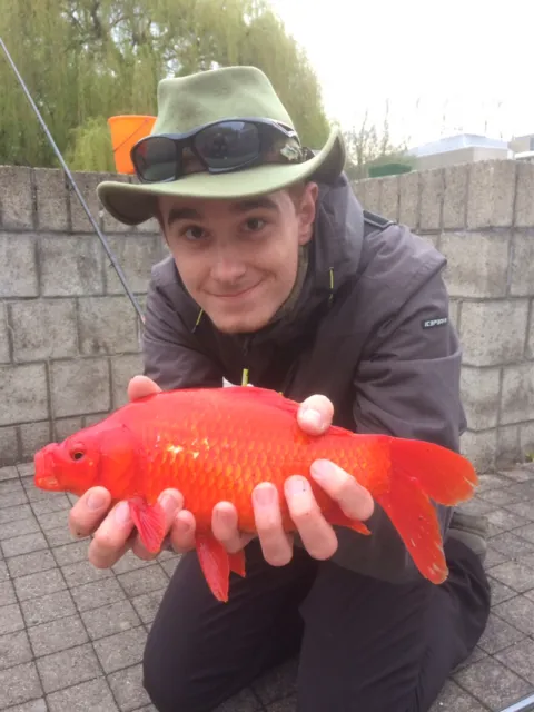Goldfisch