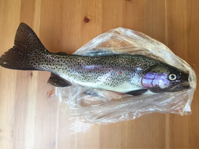 Regenbogenforelle