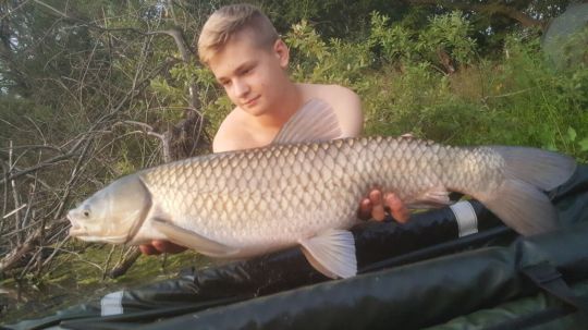 Graskarpfen
