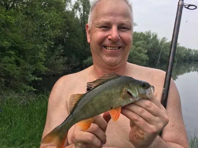 Flussbarsch