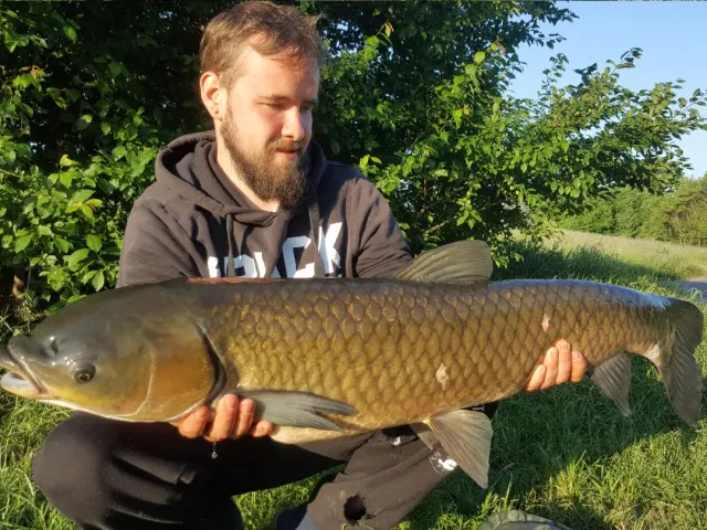 Graskarpfen
