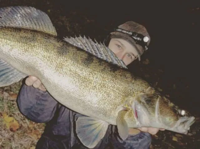 Zander