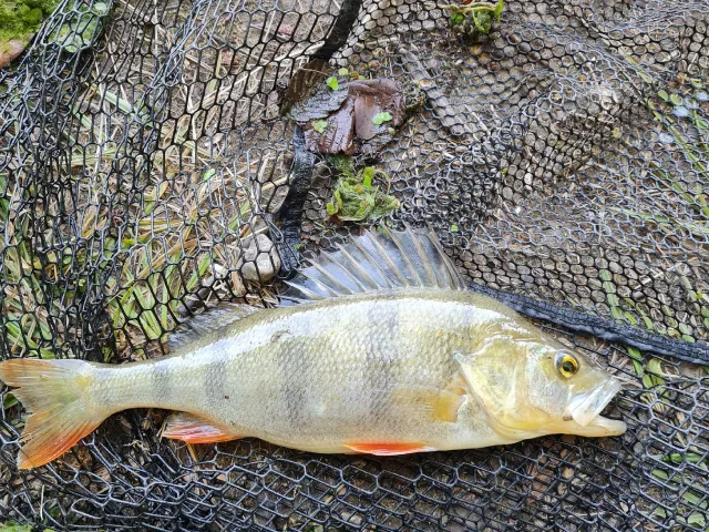 Flussbarsch