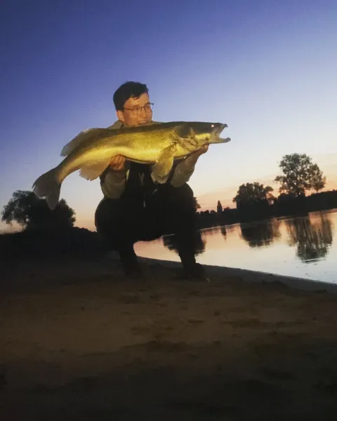 Zander