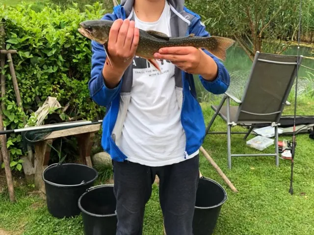 Bachsaibling