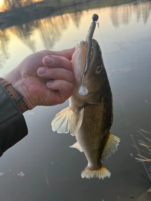 Zander