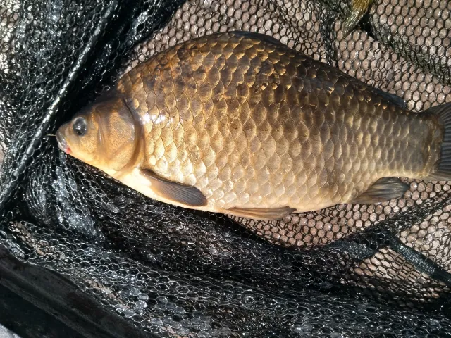Giebel