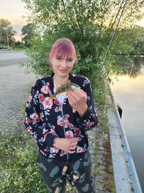 Flussbarsch