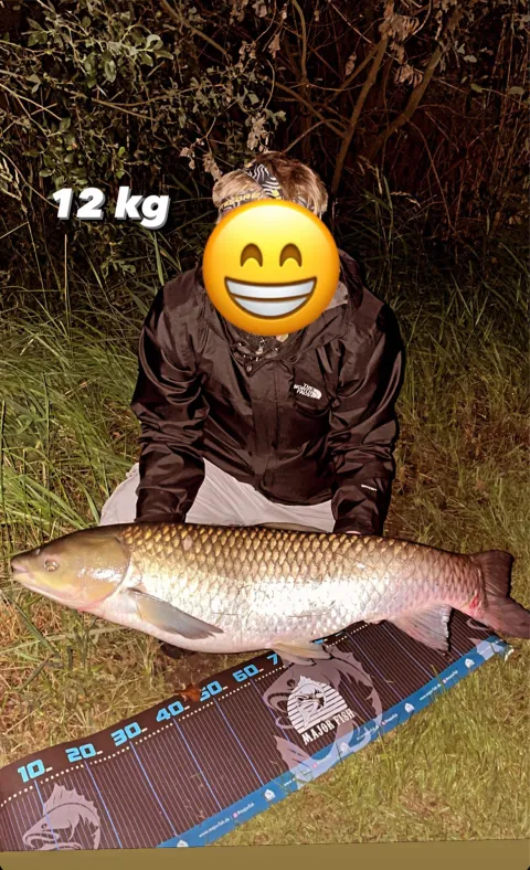 Graskarpfen
