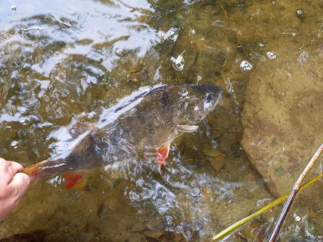Flussbarsch